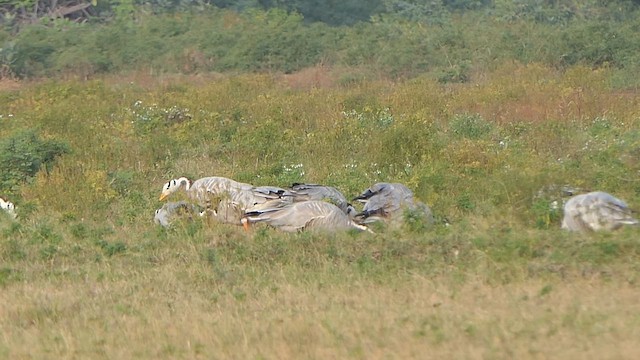 Antzara indiarra - ML649201468