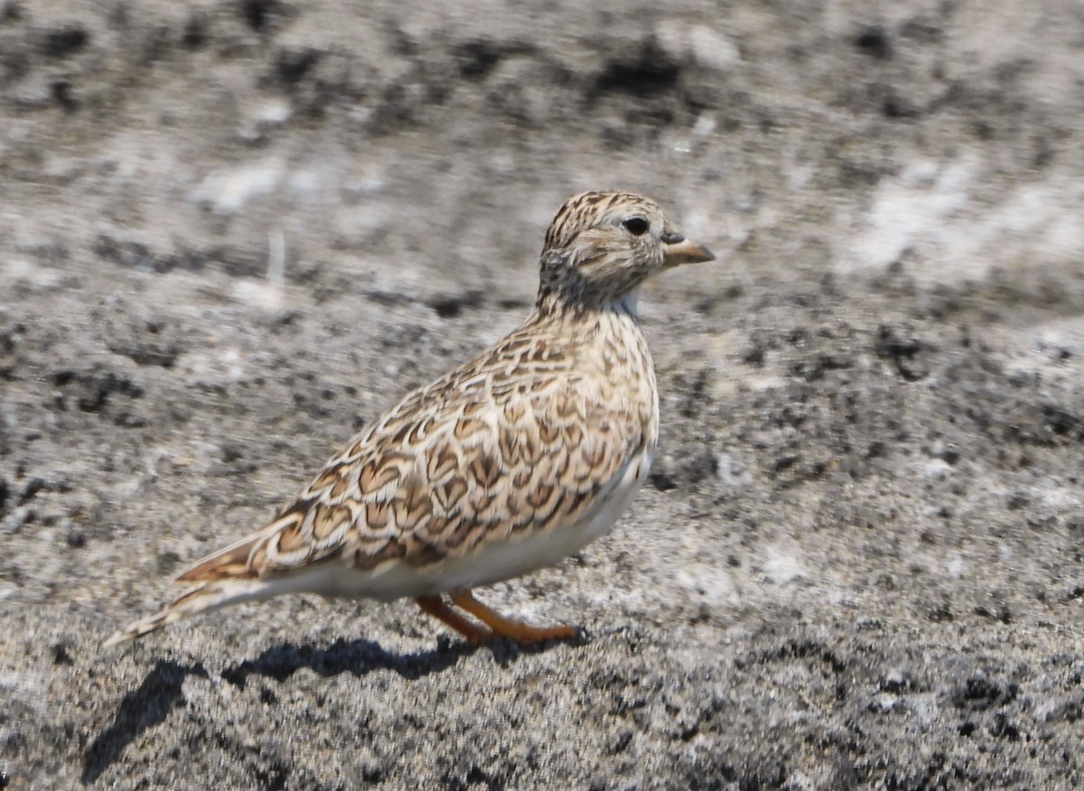 Least Seedsnipe - Luis Enrique Pollack Velásquez