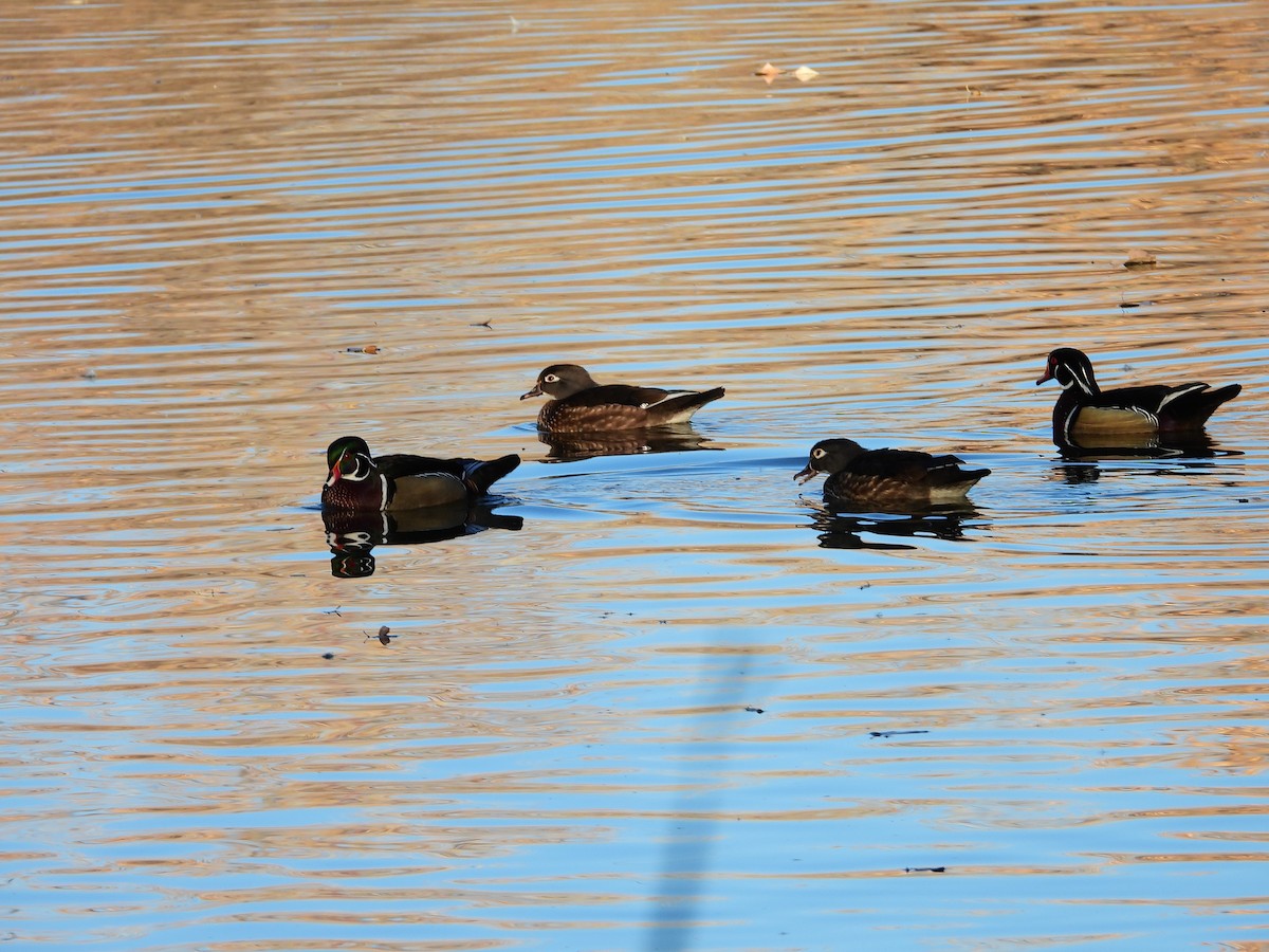 アメリカオシ - ML649201493