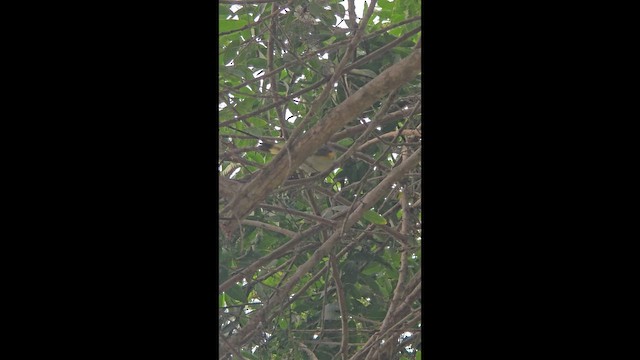 American Redstart - ML649201502