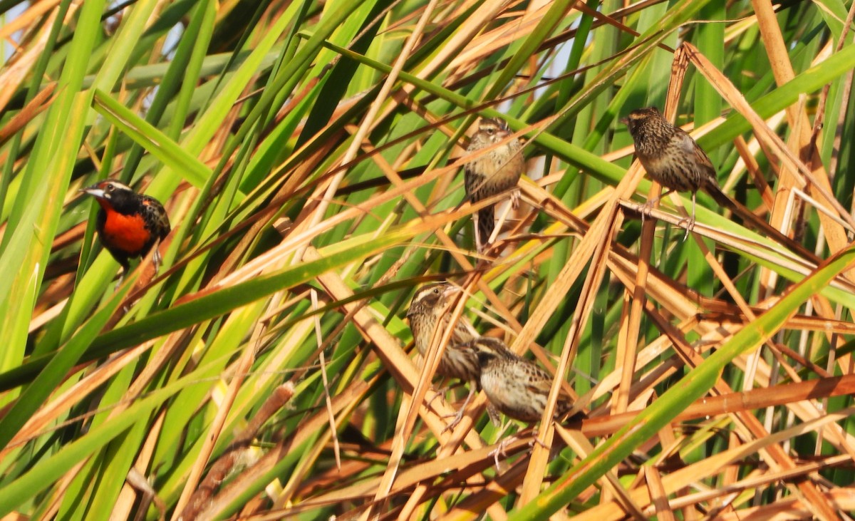 Peruvian Meadowlark - Luis Enrique Pollack Velásquez