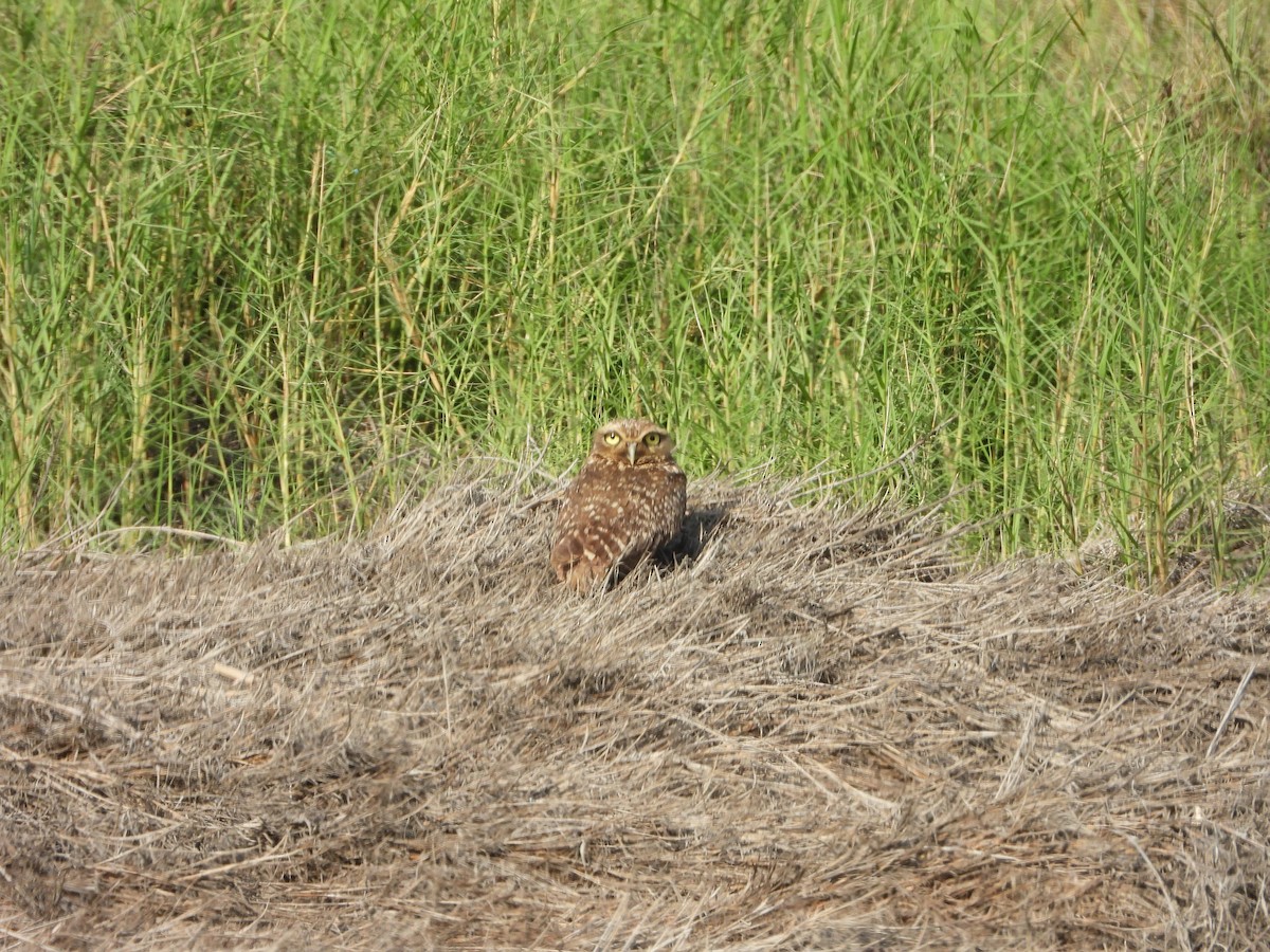 sýček králičí - ML649201683