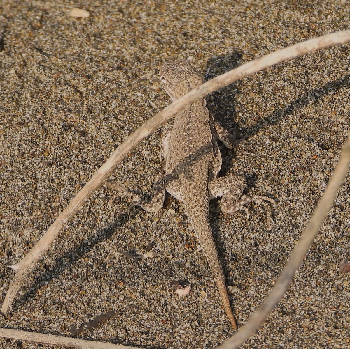 Tschudi's Pacific Iguana - ML649201754