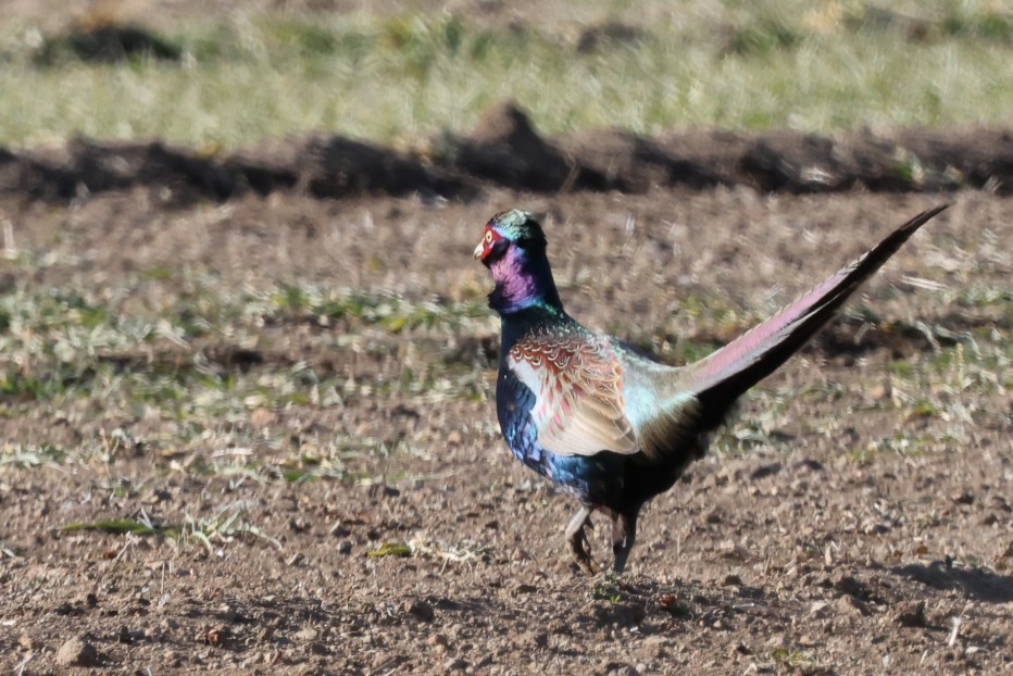 Buntfasan - ML649201799