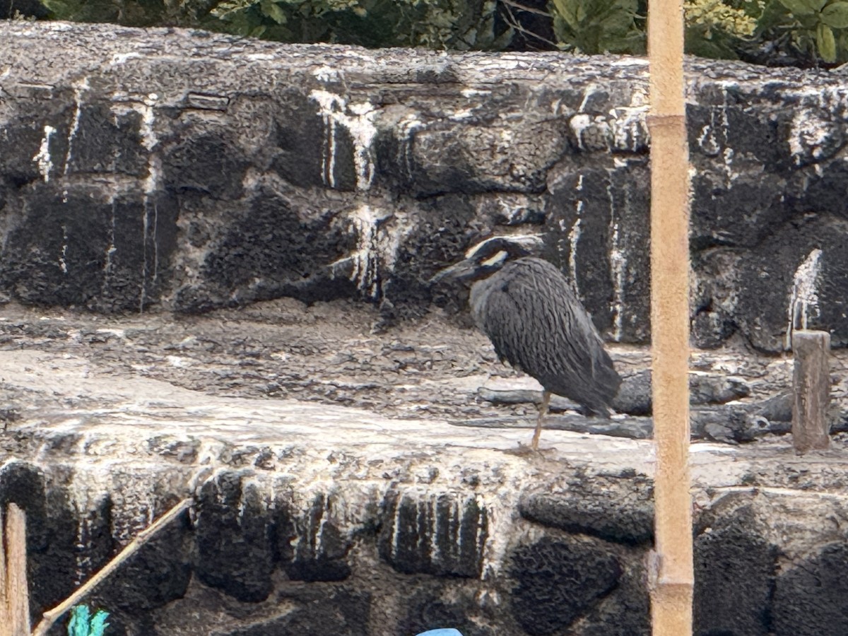 Крабовая кваква (pauper) - ML649202042