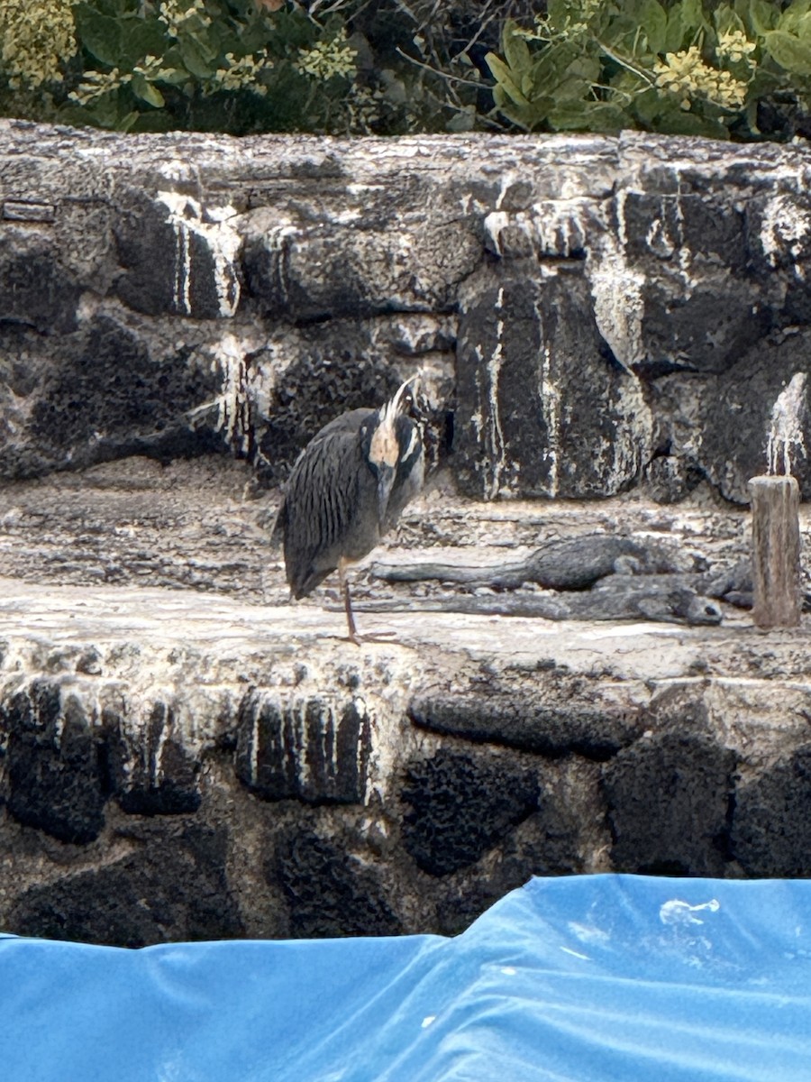 Крабовая кваква (pauper) - ML649202043