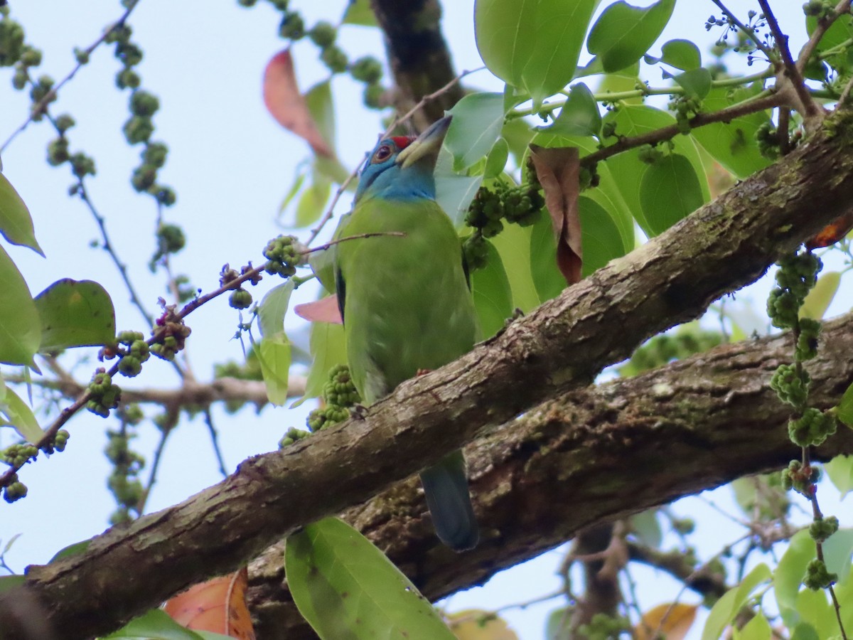 Голубощёкий бородастик - ML649202050