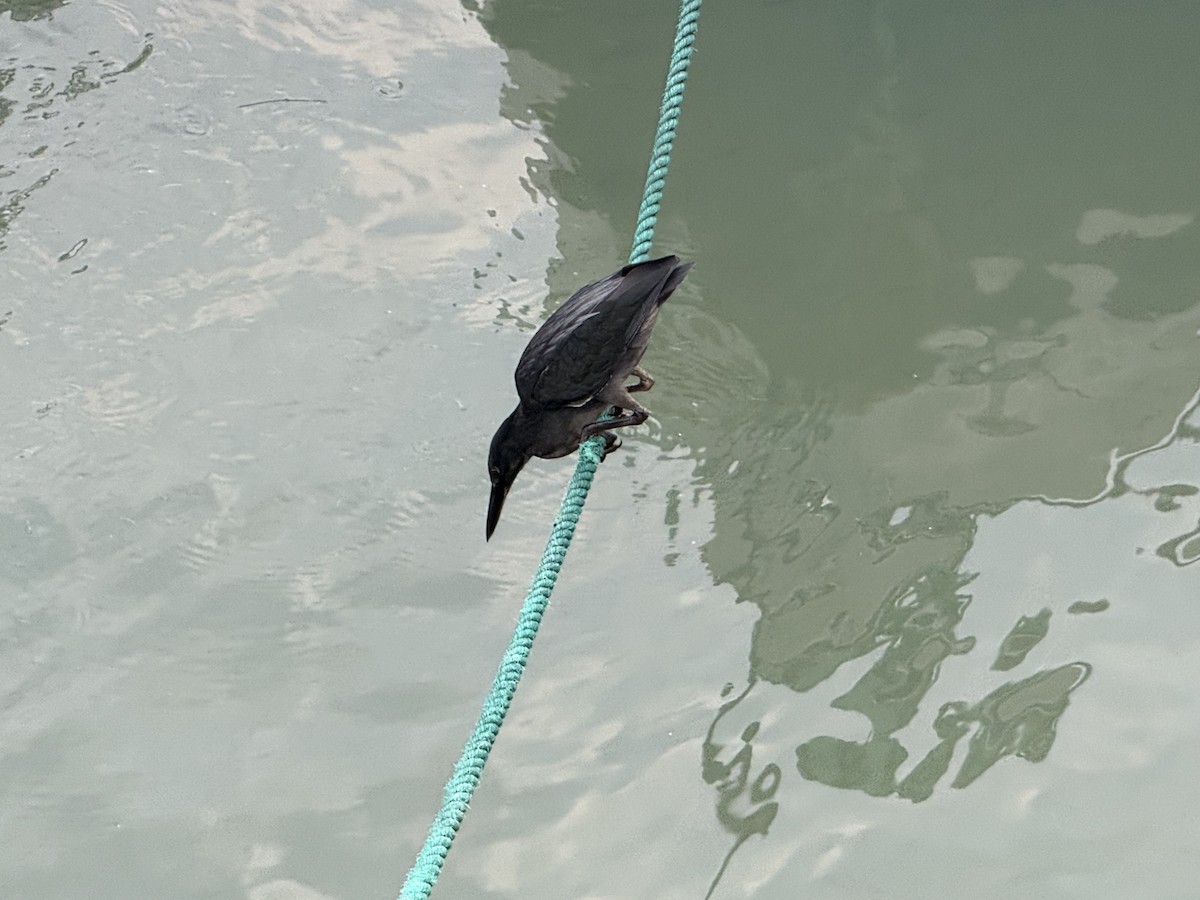 Lava Heron - ML649202054