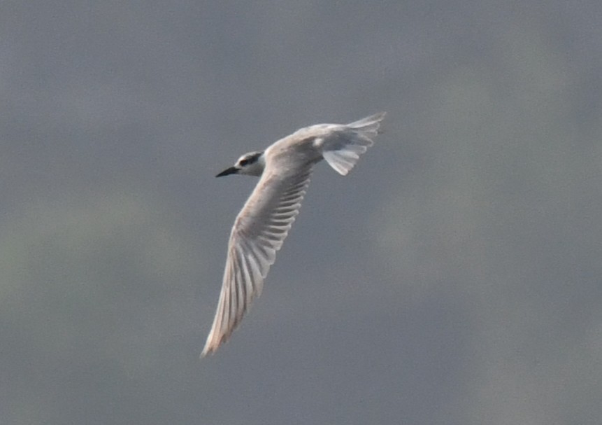 Белощёкая крачка - ML649202055