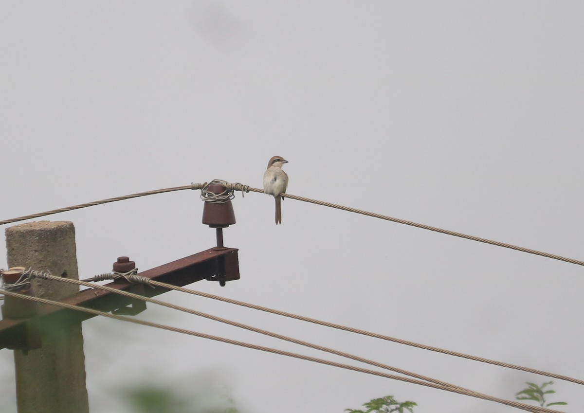 Сибирский жулан - ML649202056