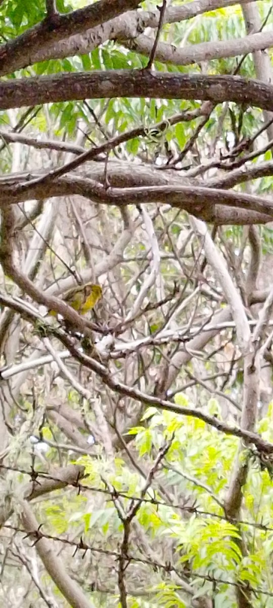 Шафрановый зерноед - ML649202057