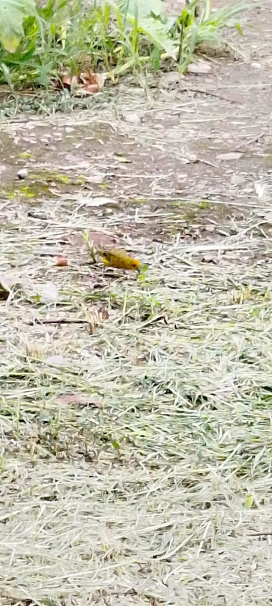 Шафрановый зерноед - ML649202058