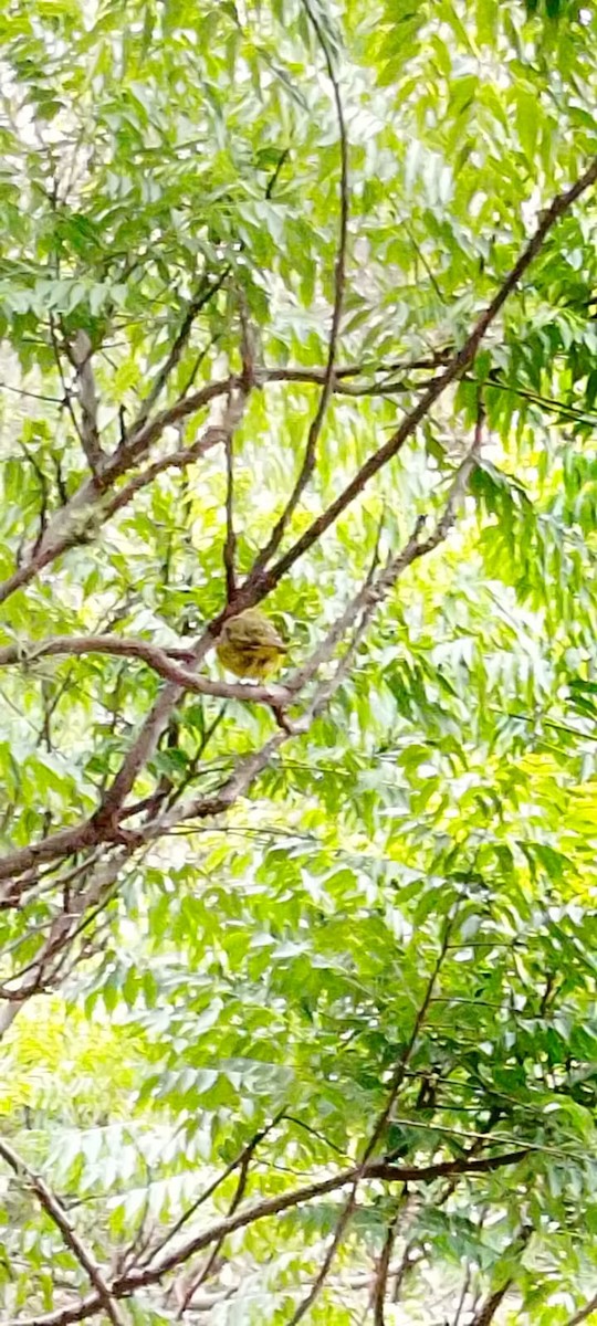 Шафрановый зерноед - ML649202059