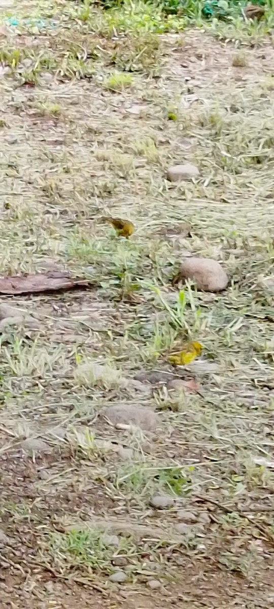 Шафрановый зерноед - ML649202060