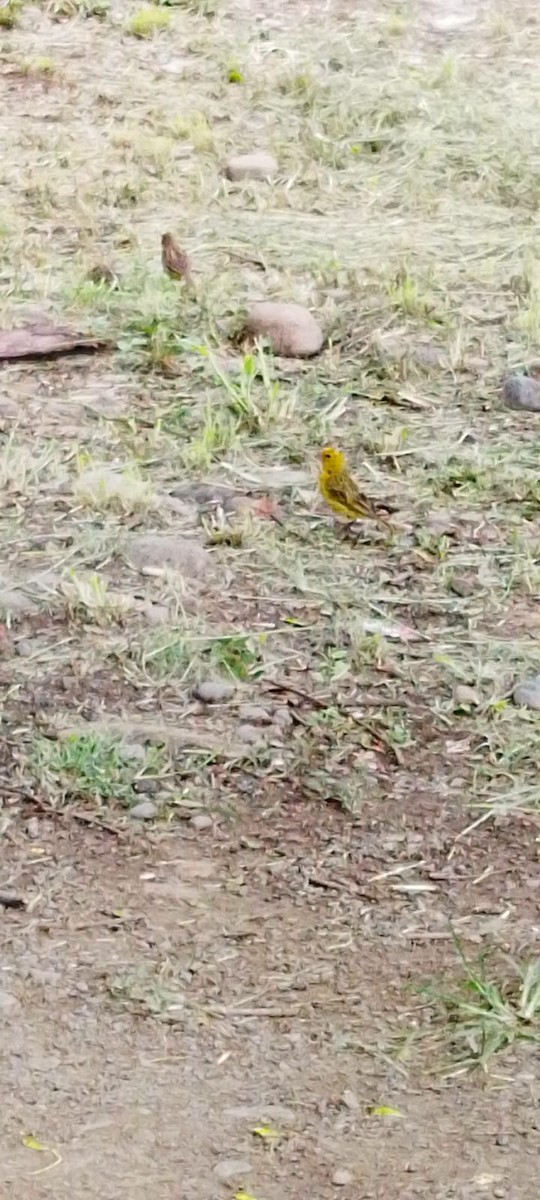 Шафрановый зерноед - ML649202061