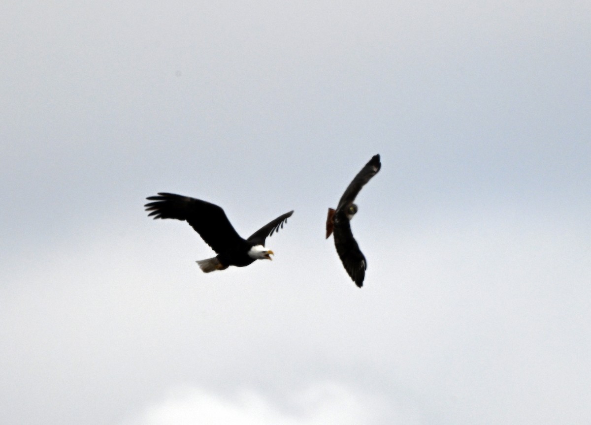 Белоголовый орлан - ML649202062