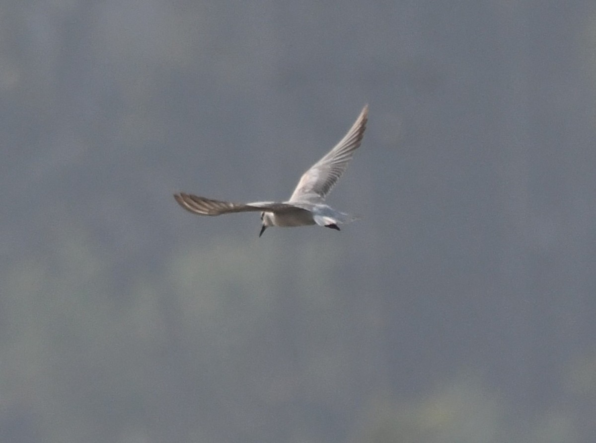 Белощёкая крачка - ML649202063