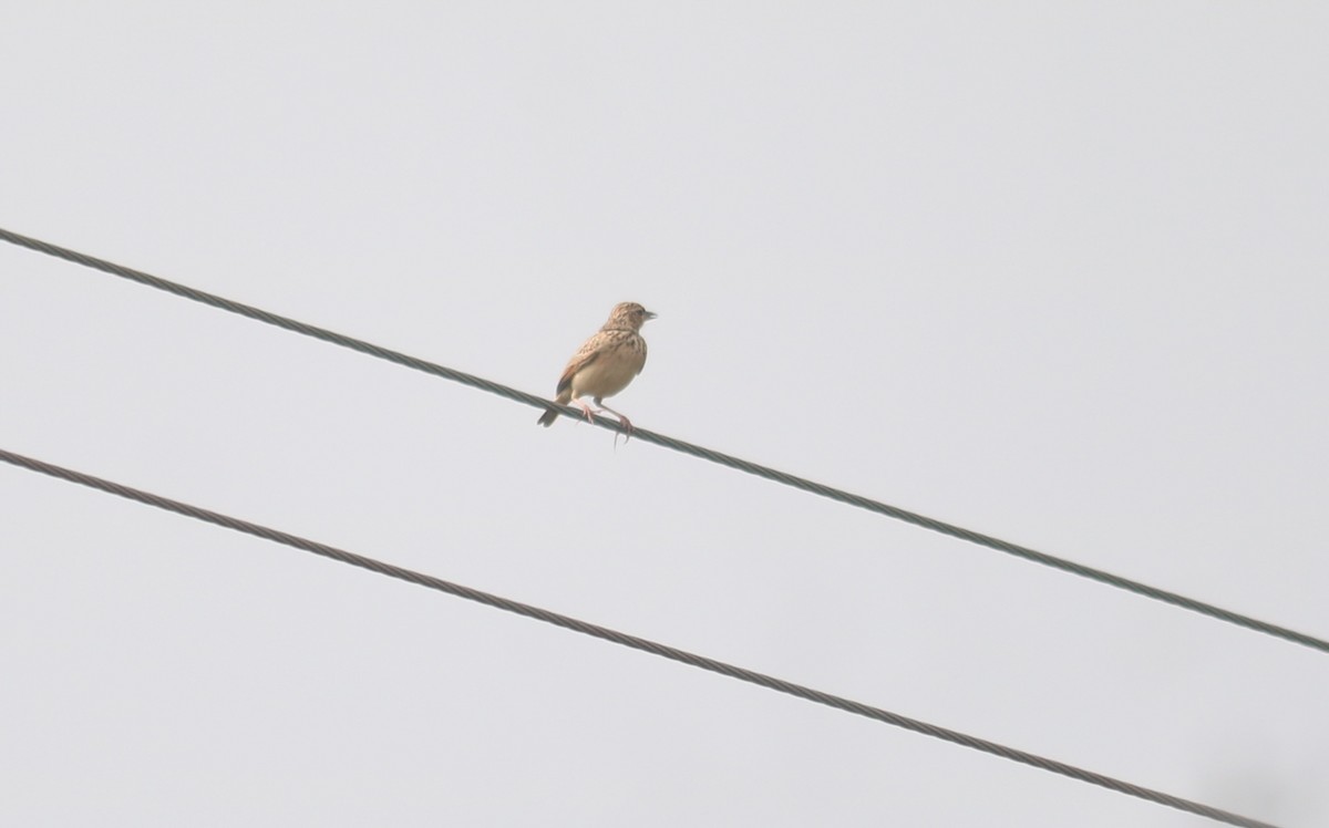 Деканский жаворонок - ML649202064