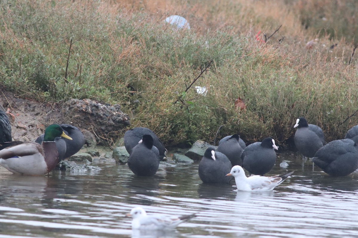 Лысуха - ML649202065