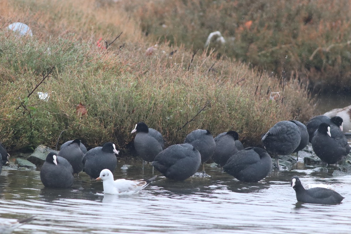 Лысуха - ML649202066