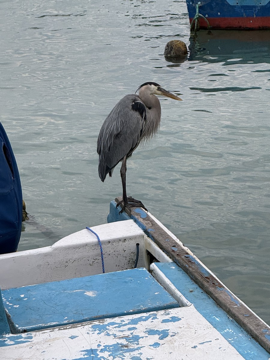 Большая голубая цапля - ML649202067