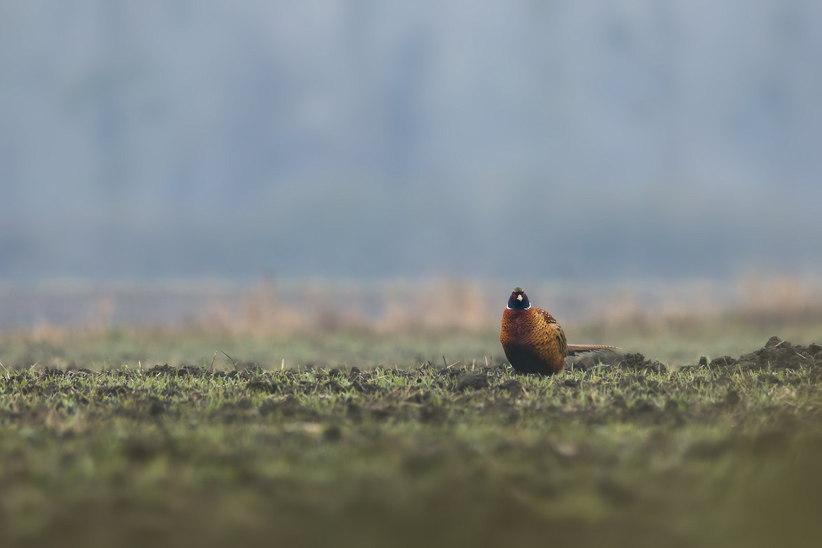 Фазан - ML649202070