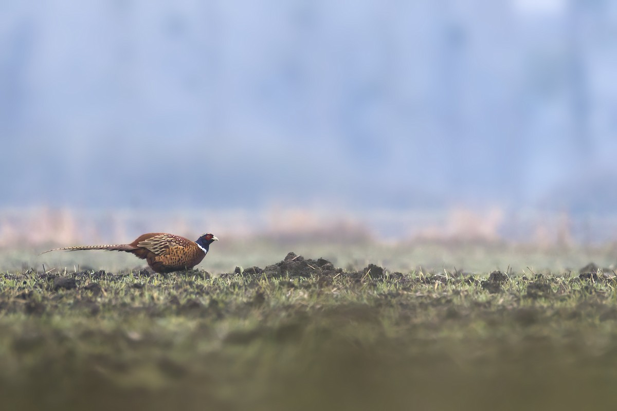 Фазан - ML649202071