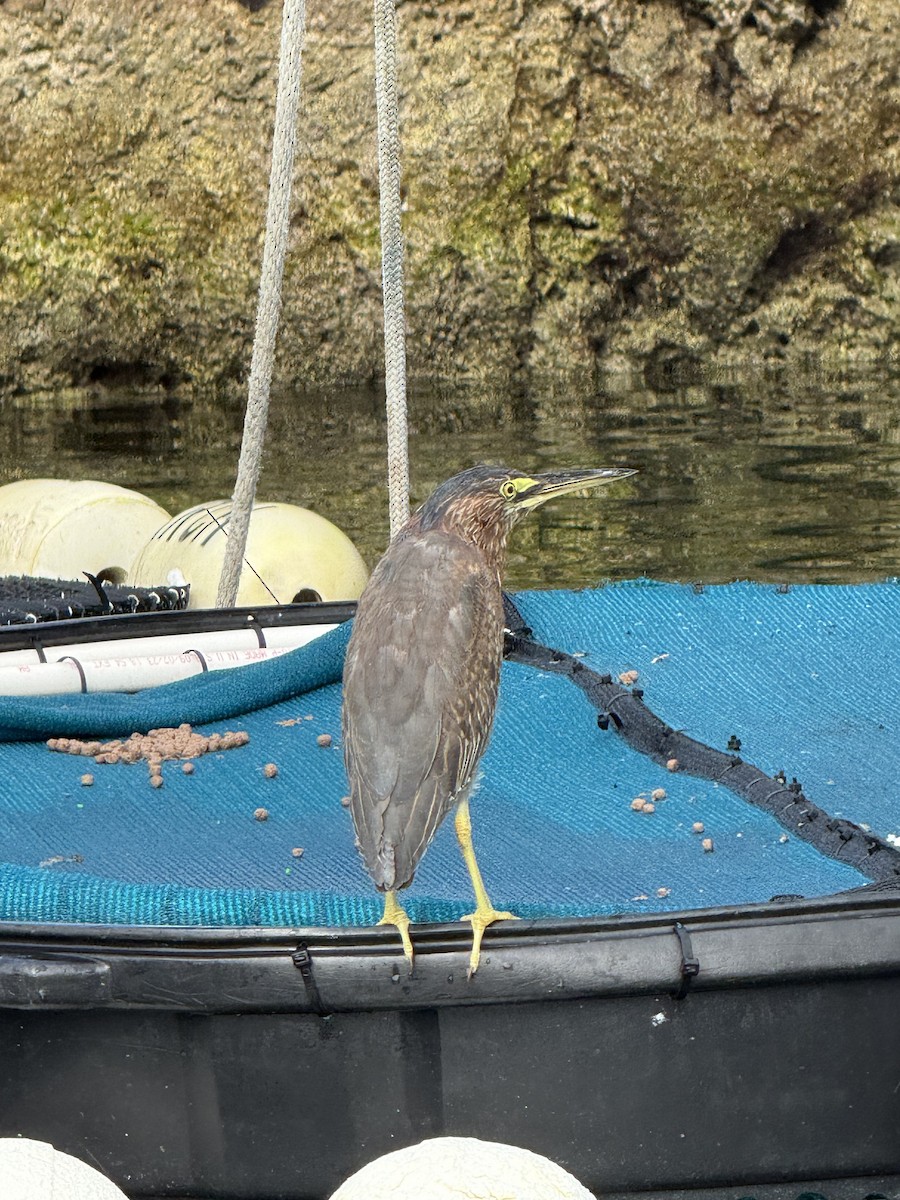 Зеленоспинная цапля - ML649202072