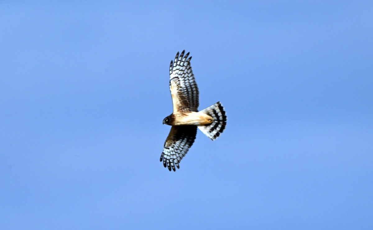 Американский лунь - ML649202073