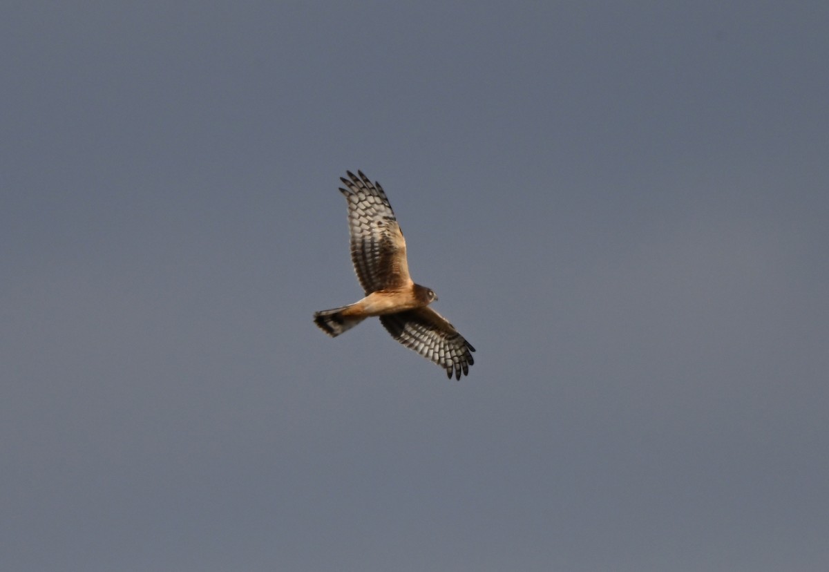 Американский лунь - ML649202074