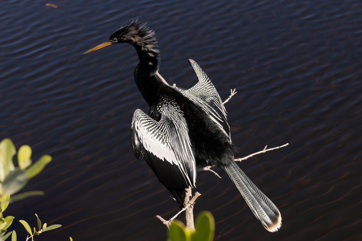 Американская змеешейка - ML649202075