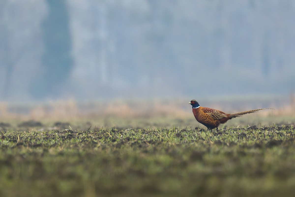 Фазан - ML649202076