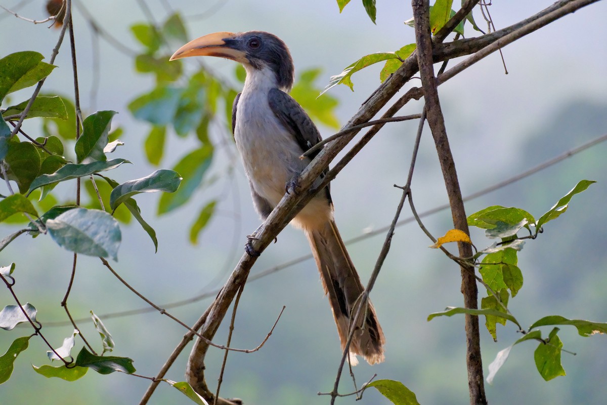 Цейлонский серый ток - ML649202077
