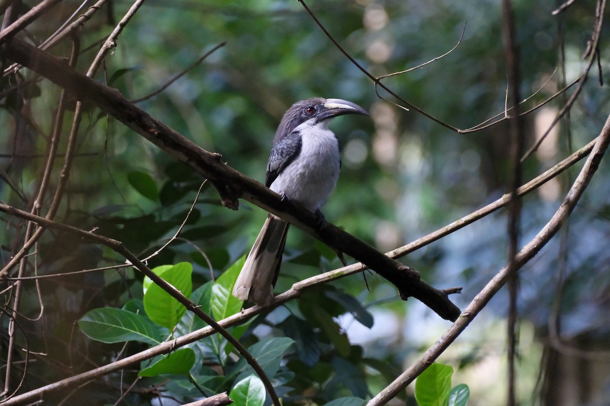 Цейлонский серый ток - ML649202078