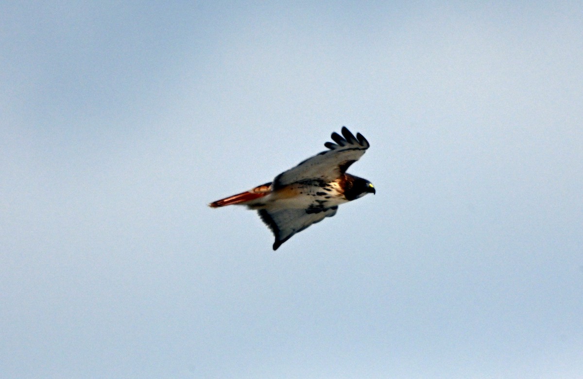 Краснохвостый канюк - ML649202079