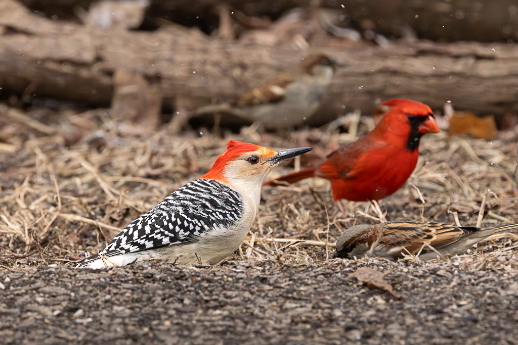 Red-bellied Woodpecker - ML649202445