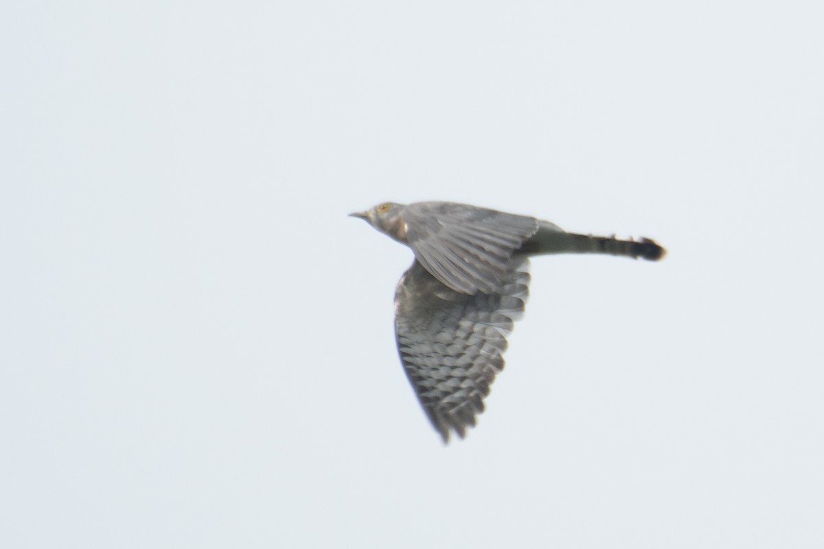 Common Hawk-Cuckoo - ML649202636