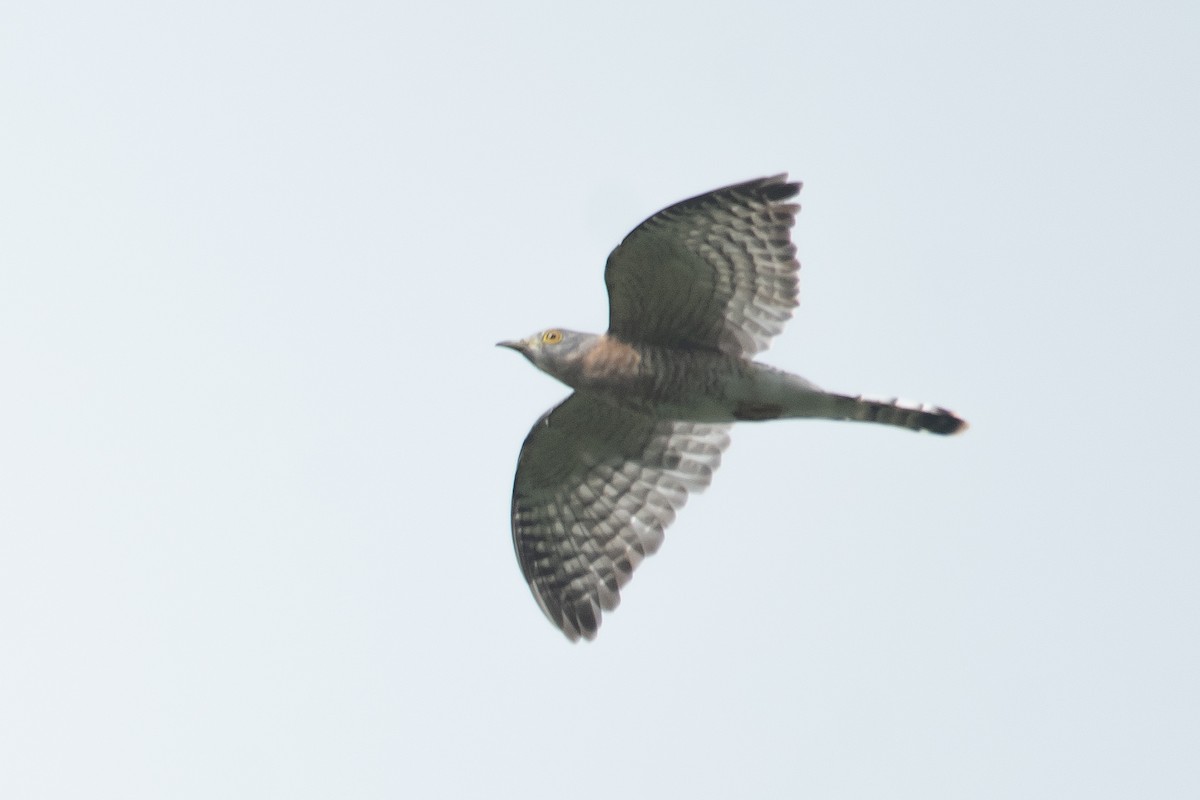 Common Hawk-Cuckoo - ML649202637