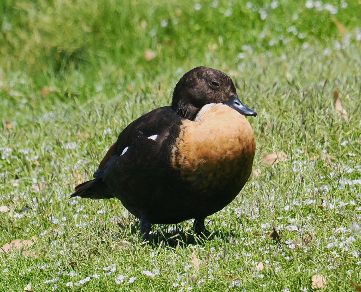 Halsbandgans - ML649202754