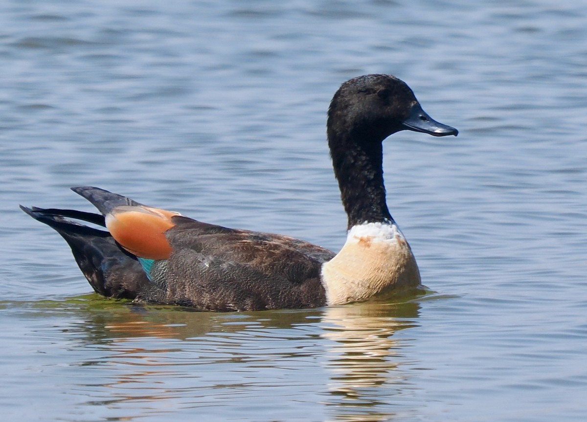 Halsbandgans - ML649202755