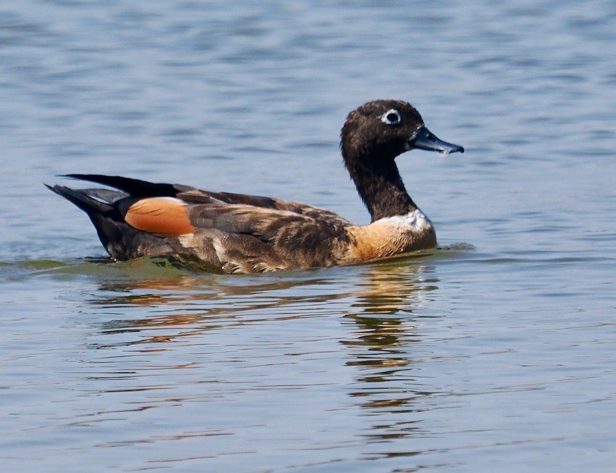 Halsbandgans - ML649202756