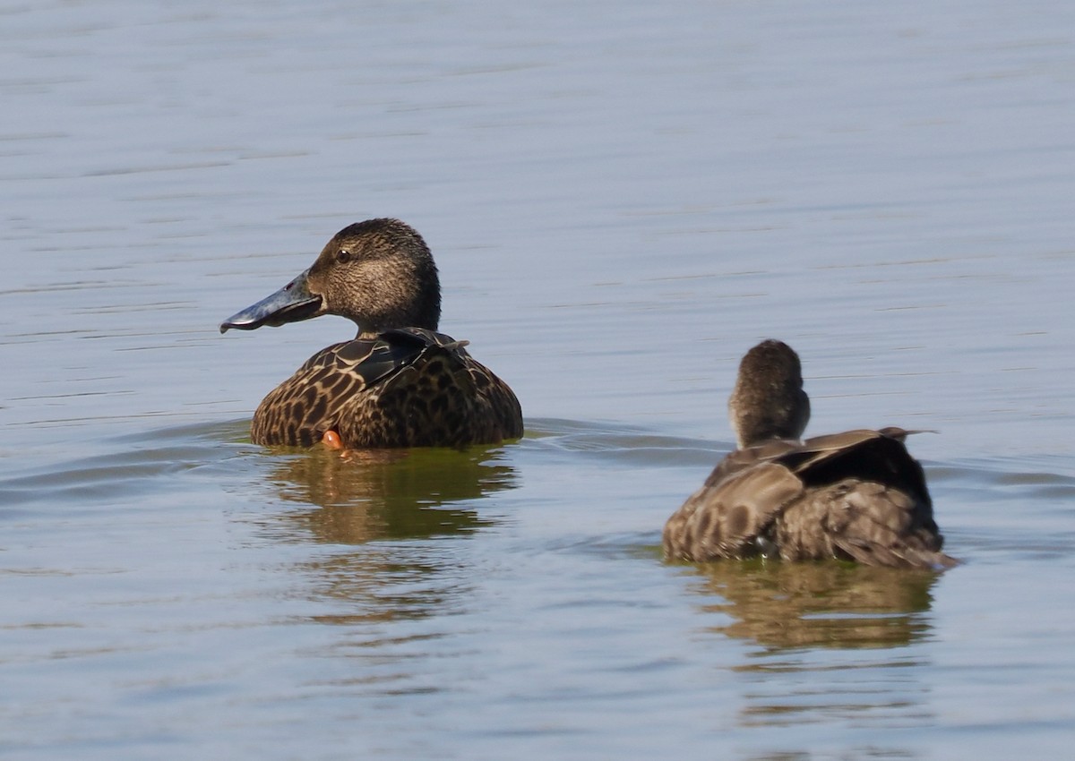 Halbmond-Löffelente - ML649202763