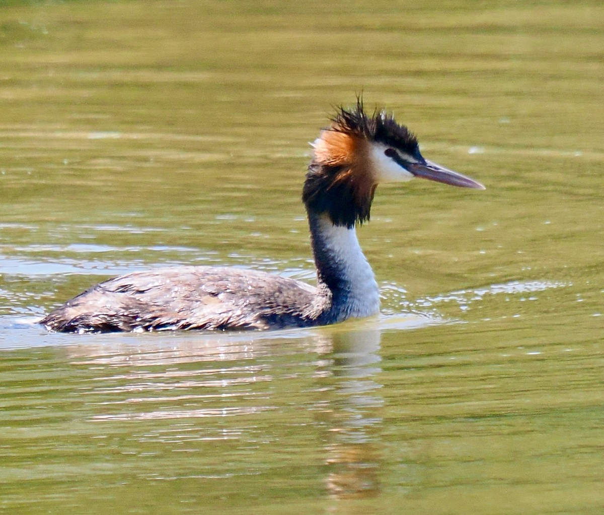 Haubentaucher - ML649202768