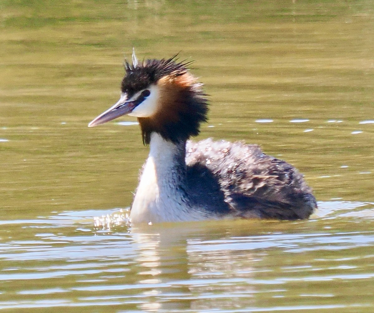 Haubentaucher - ML649202769