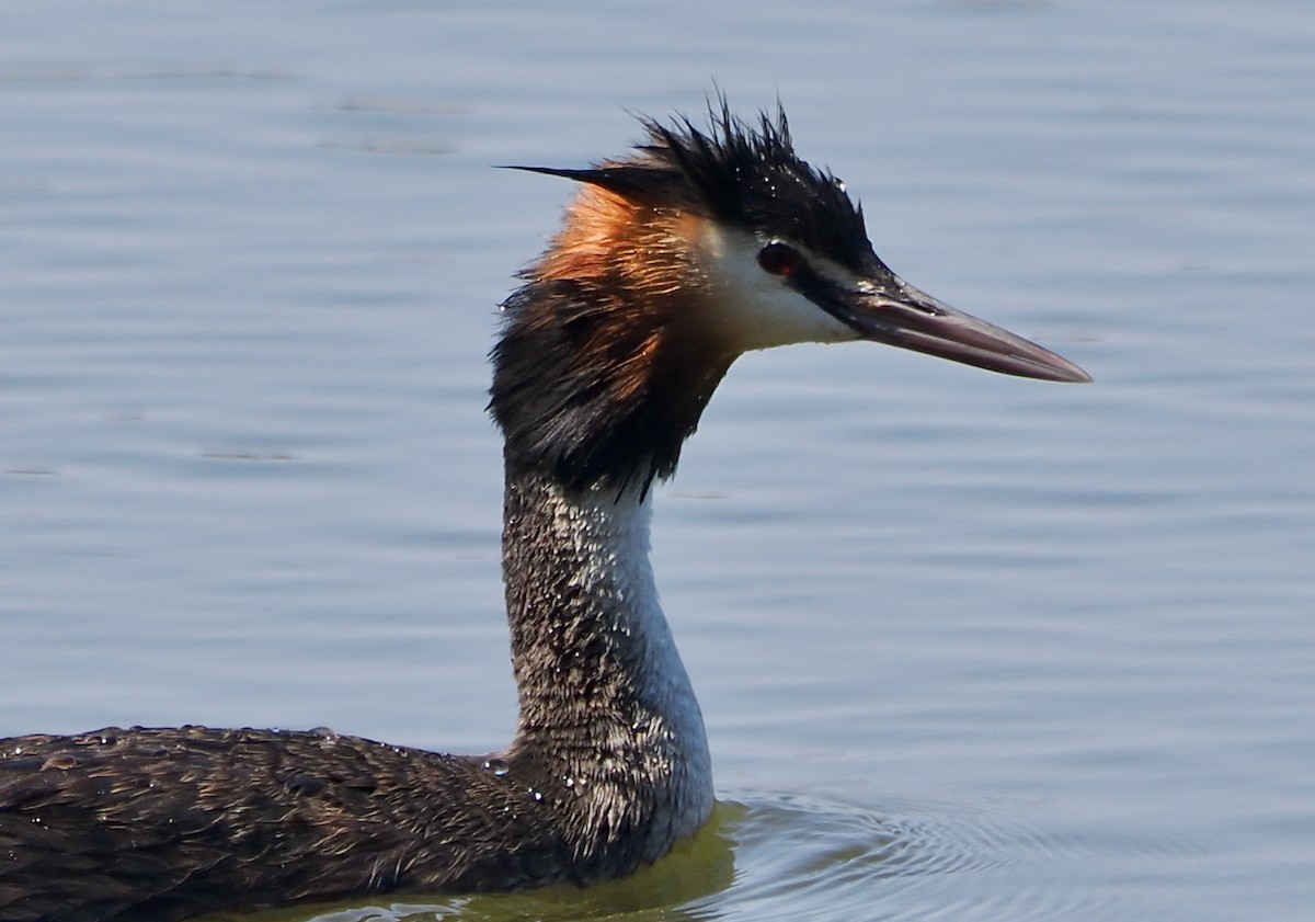 Haubentaucher - ML649202770