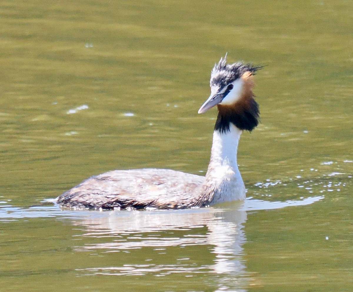 Haubentaucher - ML649202771