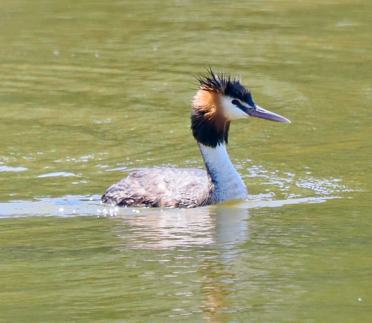 Haubentaucher - ML649202772