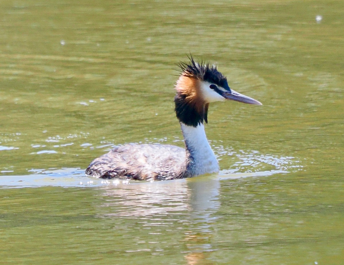 Haubentaucher - ML649202773