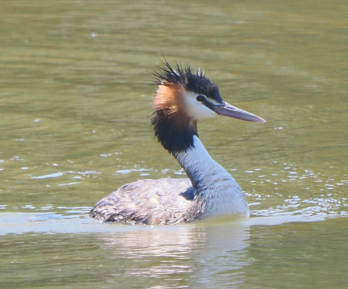 Haubentaucher - ML649202774