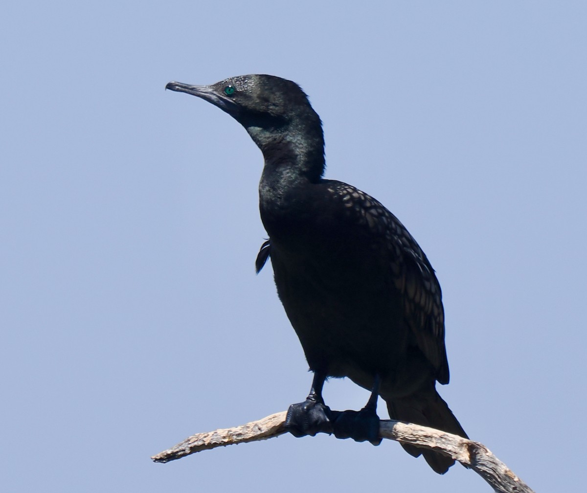 Schwarzscharbe - ML649202786